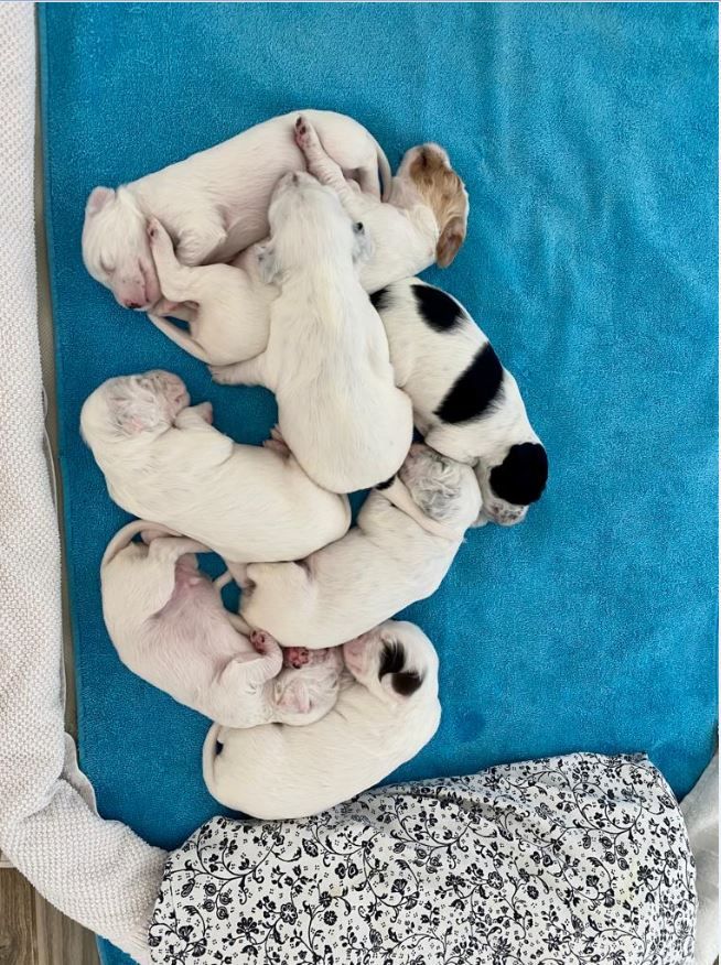 Chiot Setter Anglais Ludovic Faes